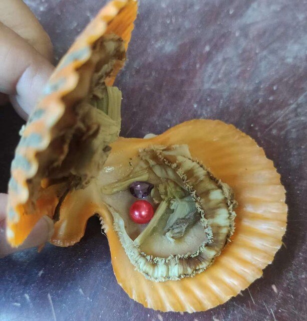 New Oyster Pearl Opening