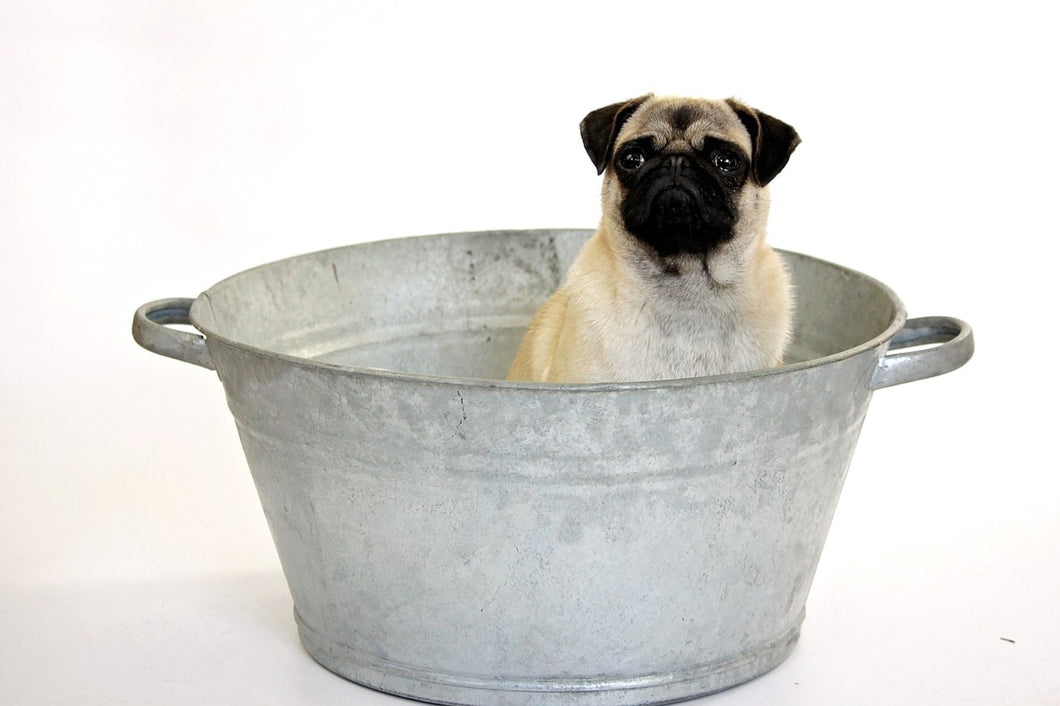 Pet Shampoo